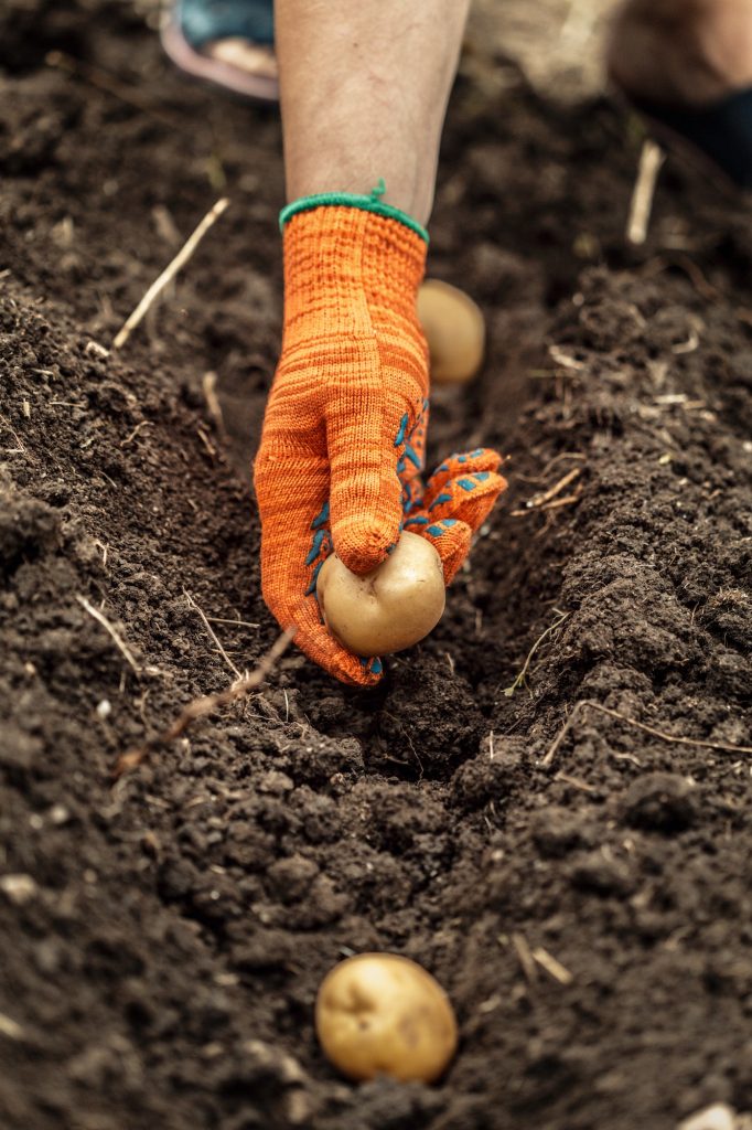 Hands harvesting fresh organic potatoes from soil